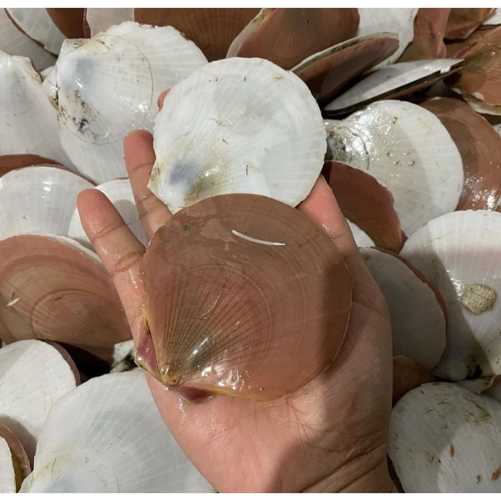 Kerang simping beku segar