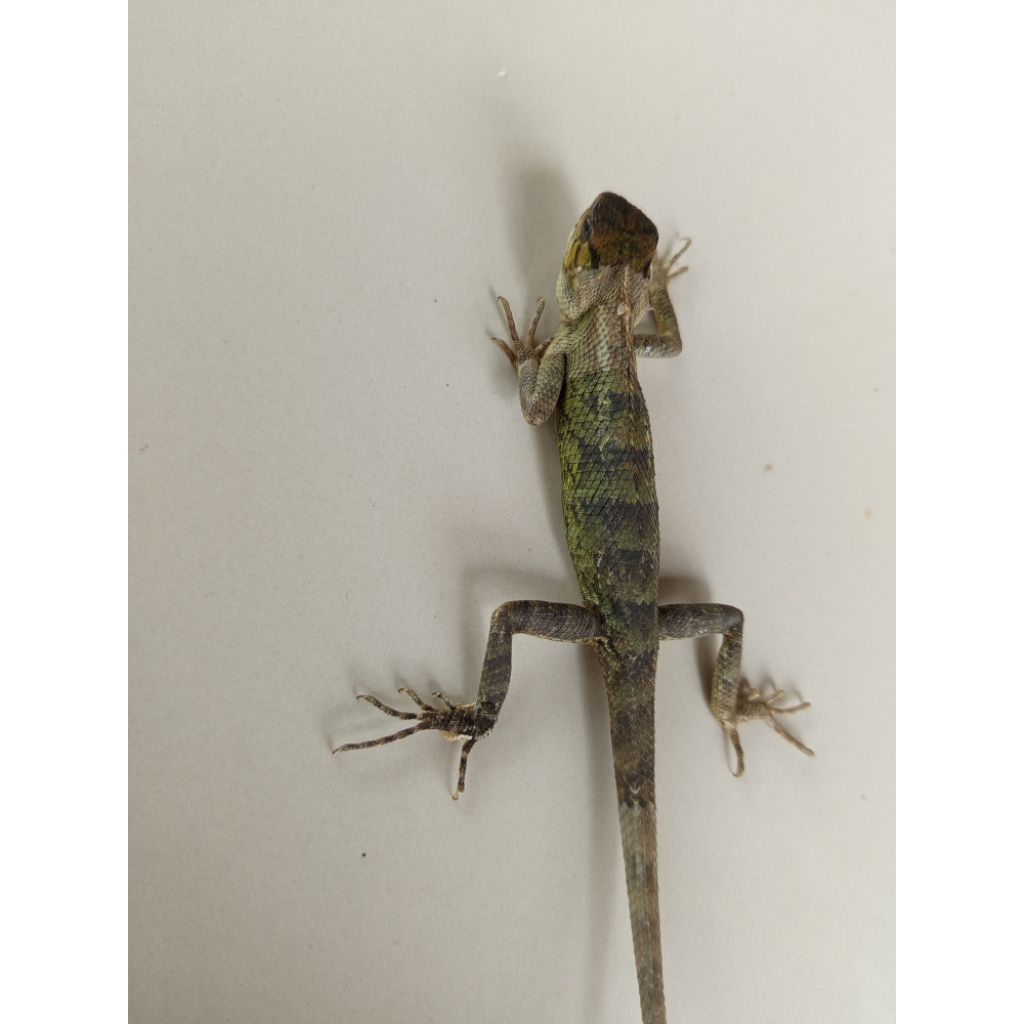 Bunglon Hewan piaraan