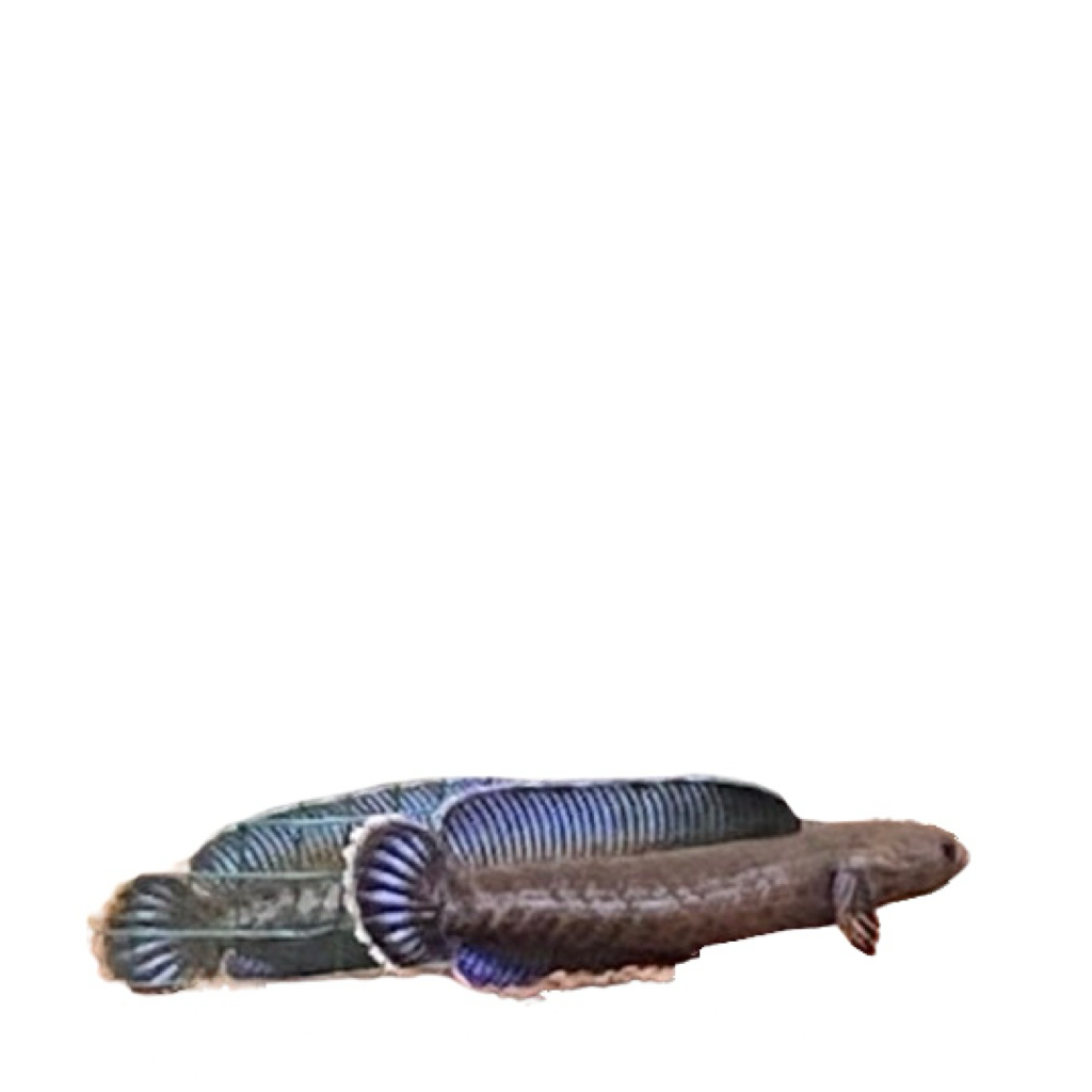 Sticker Channa Andrao 4-5cm