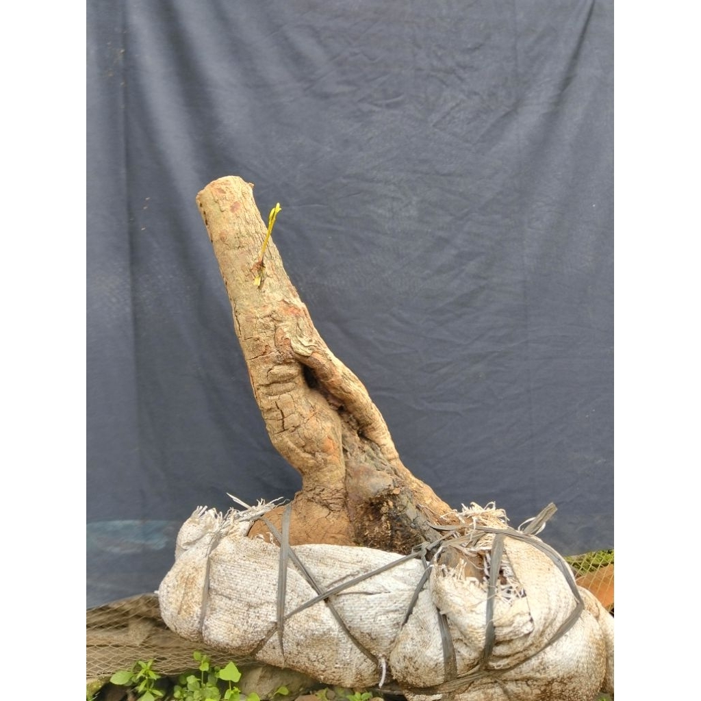 Bahan bonsai juwet Jamblang sesuai gambar