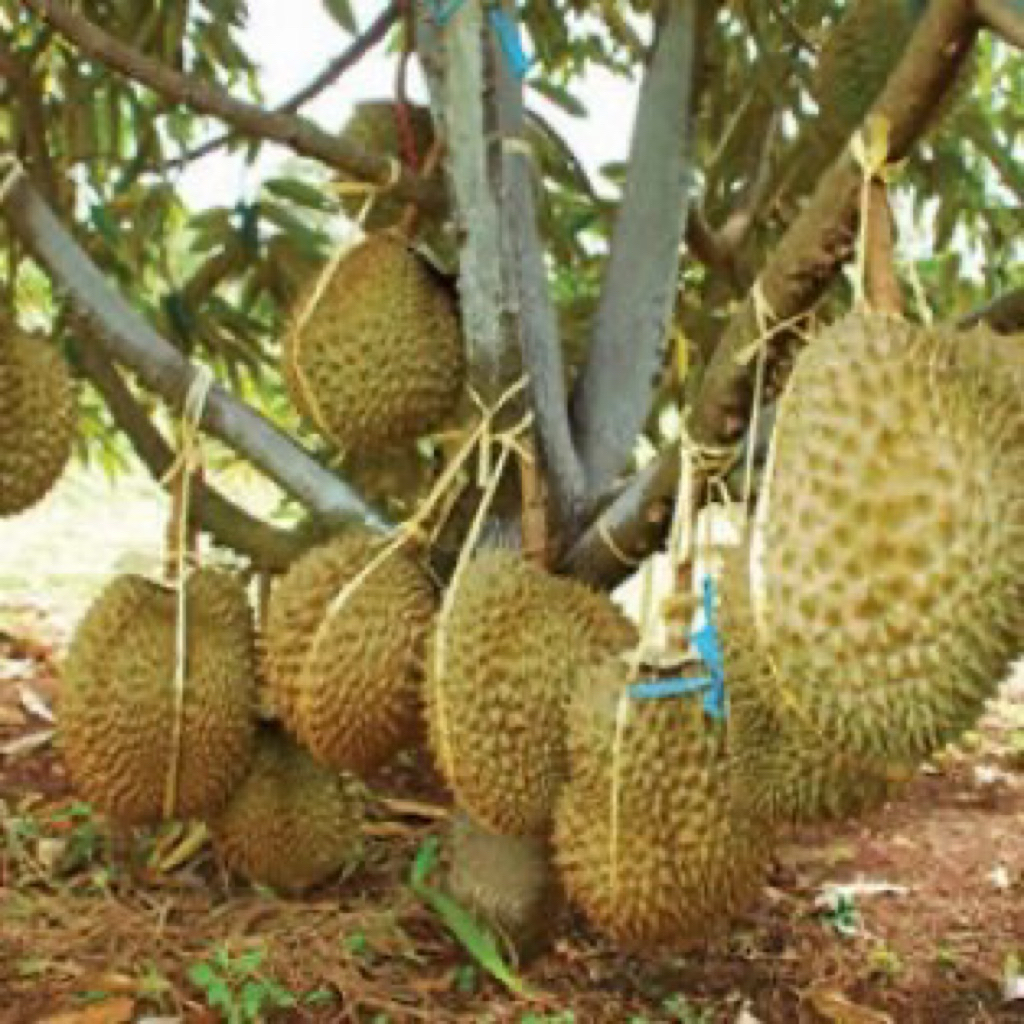 bibit valid durian bawor , musang king ,duri hitam,super tembaga kaki tunggal batang jumbo tinggi 1,