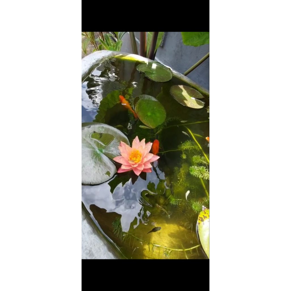 Anakan Teratai Hardy Wanvisa