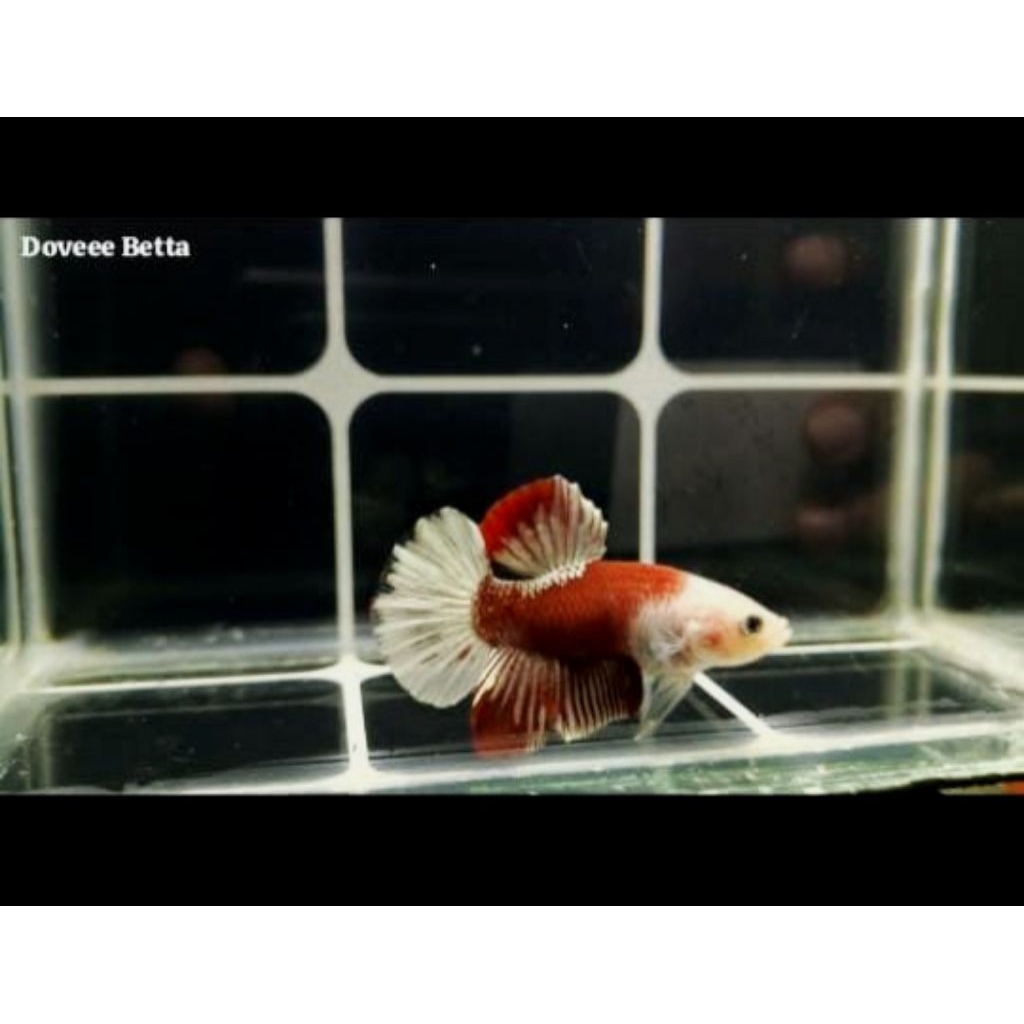 CUPANG PLAKAT TANCHO JANTAN 100% GARANSI