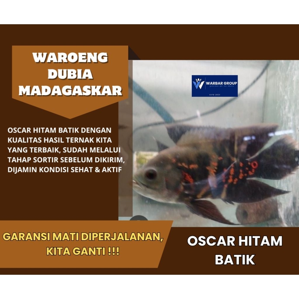 Ikan hias predator baby oscar hitam batik KUALITAS TERBAIK ( GARANSI )