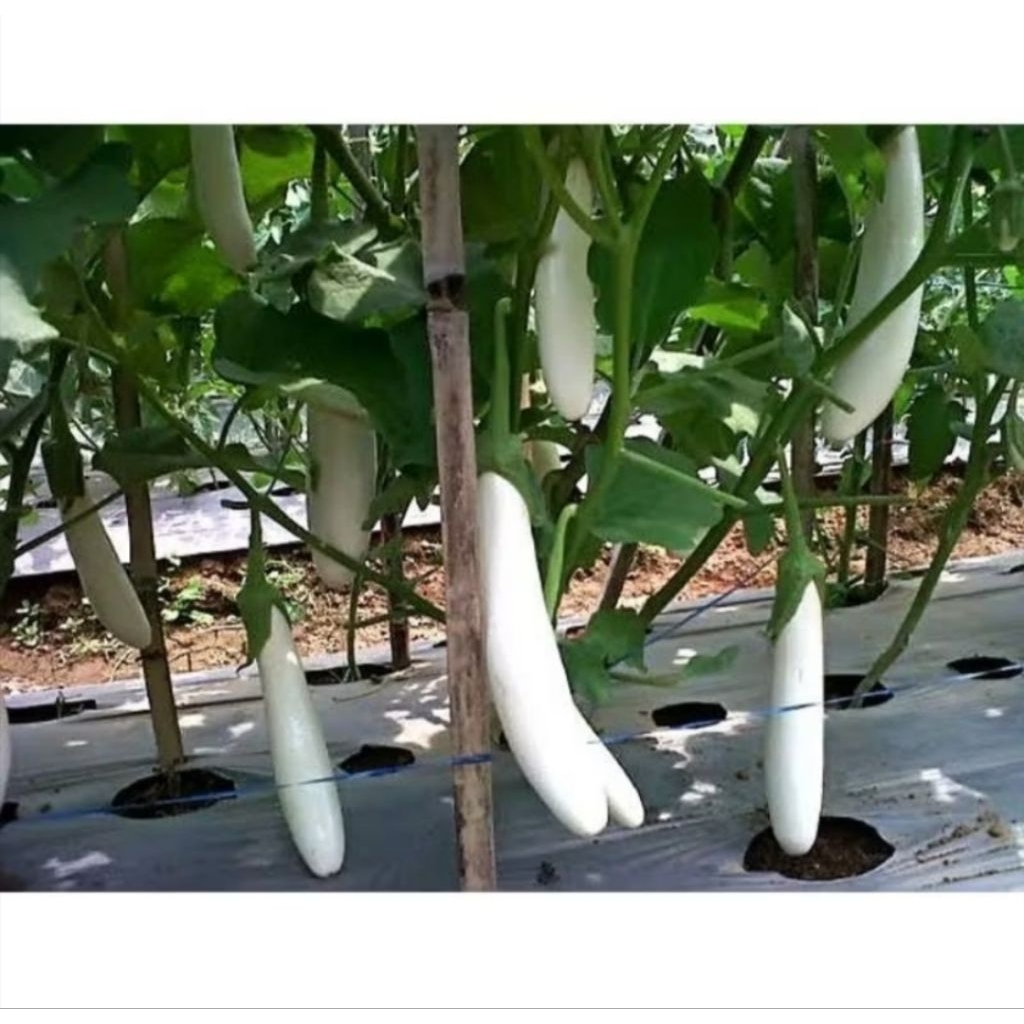 Benih Terong Putih - Bibit Sayuran