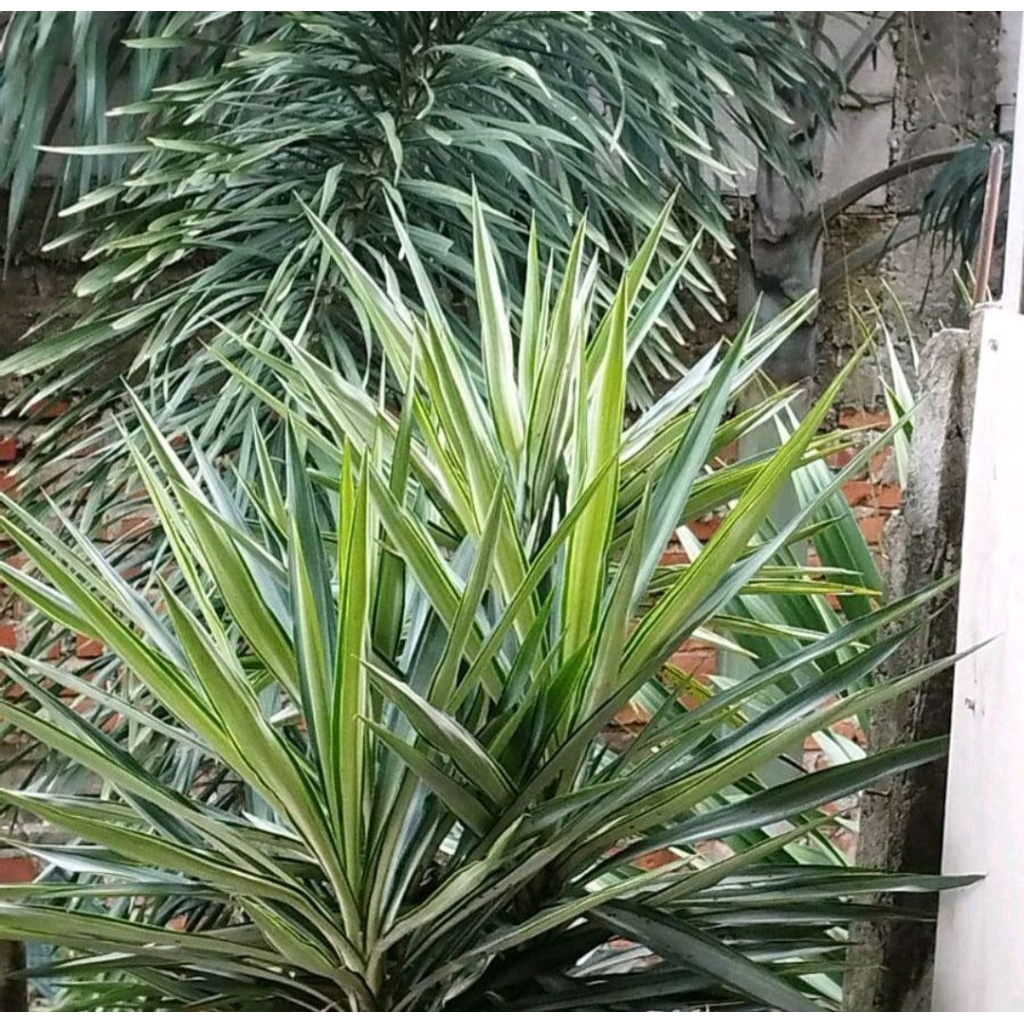tanaman hias yucca varigata