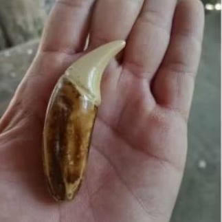 taring etnik beruang replika