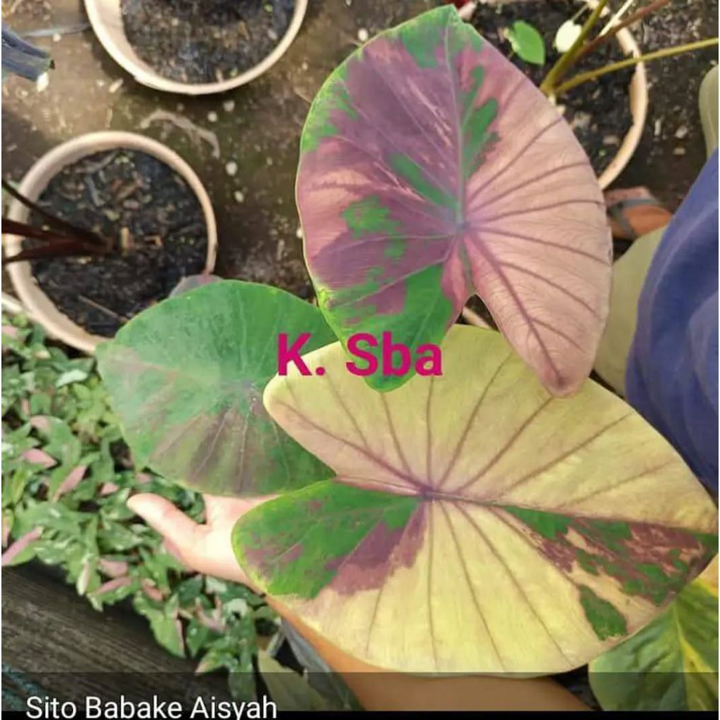 Colocasia Tri colours varigata size anakan ekonomis terlaris sba