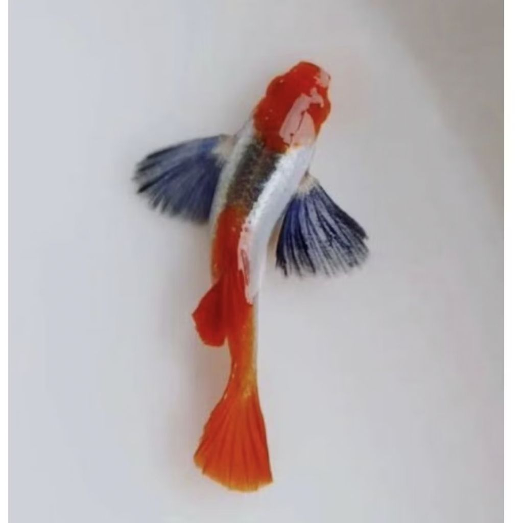 packing styrofoam (prtde koi)