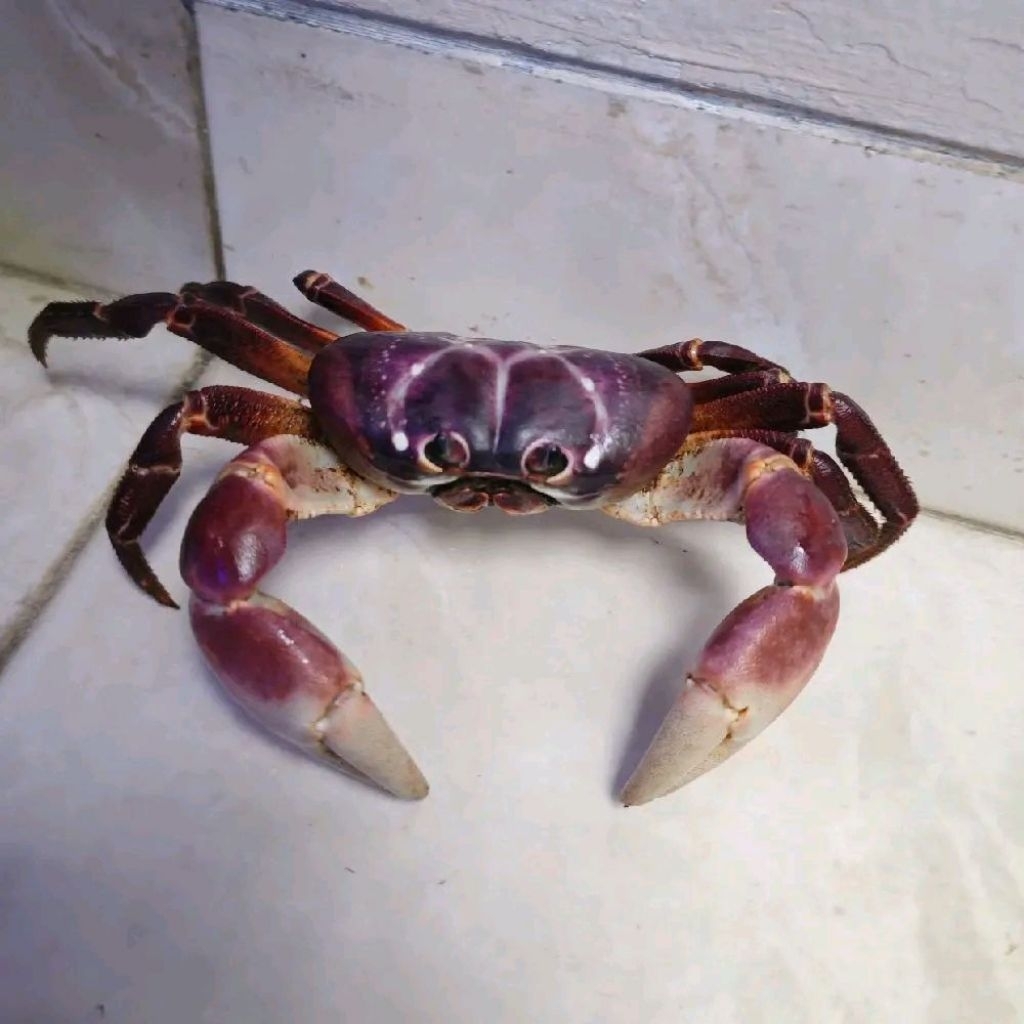 kepiting lalandi ungu unik viral exotic pet hias