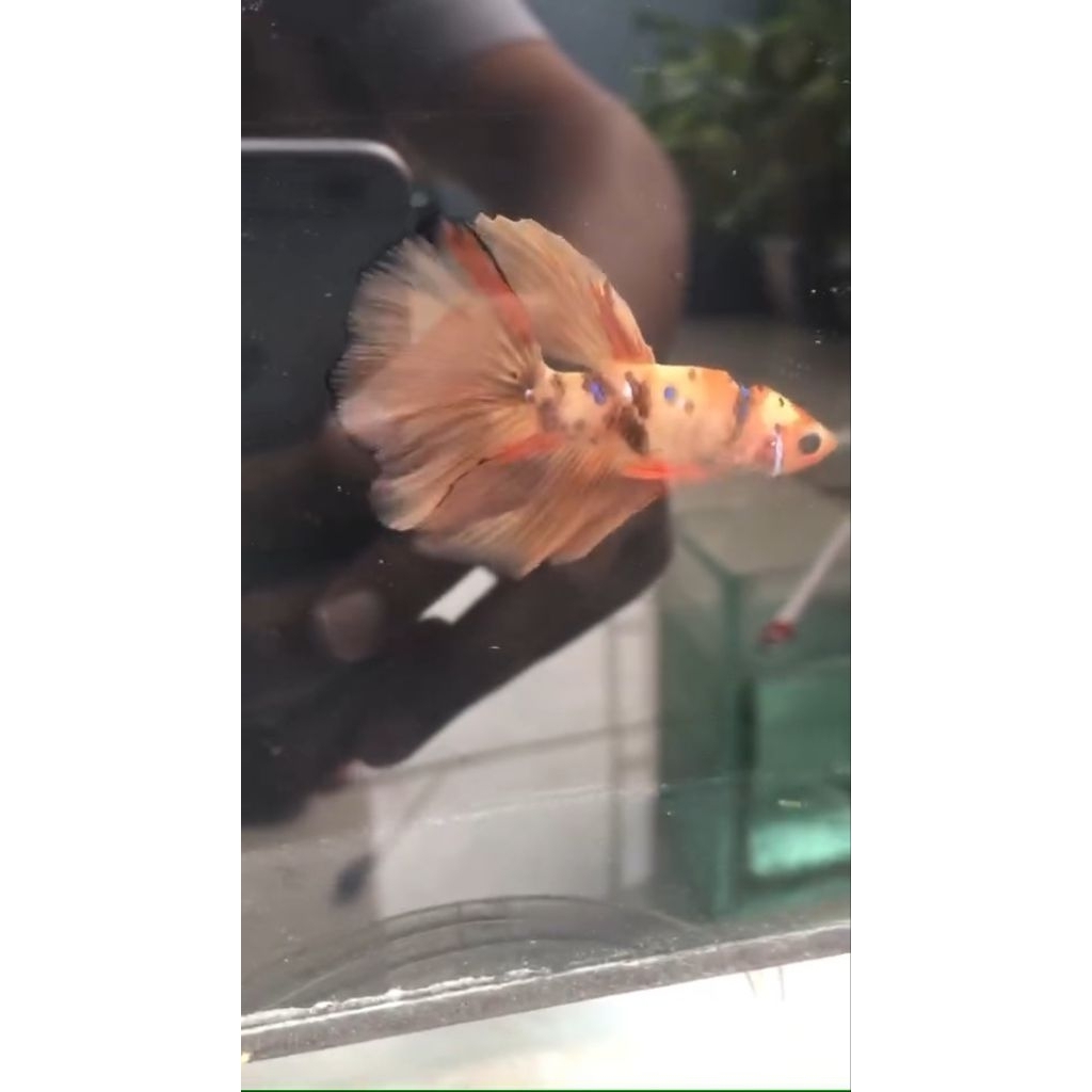 ikan cupang halfmoon nemo real pict & video