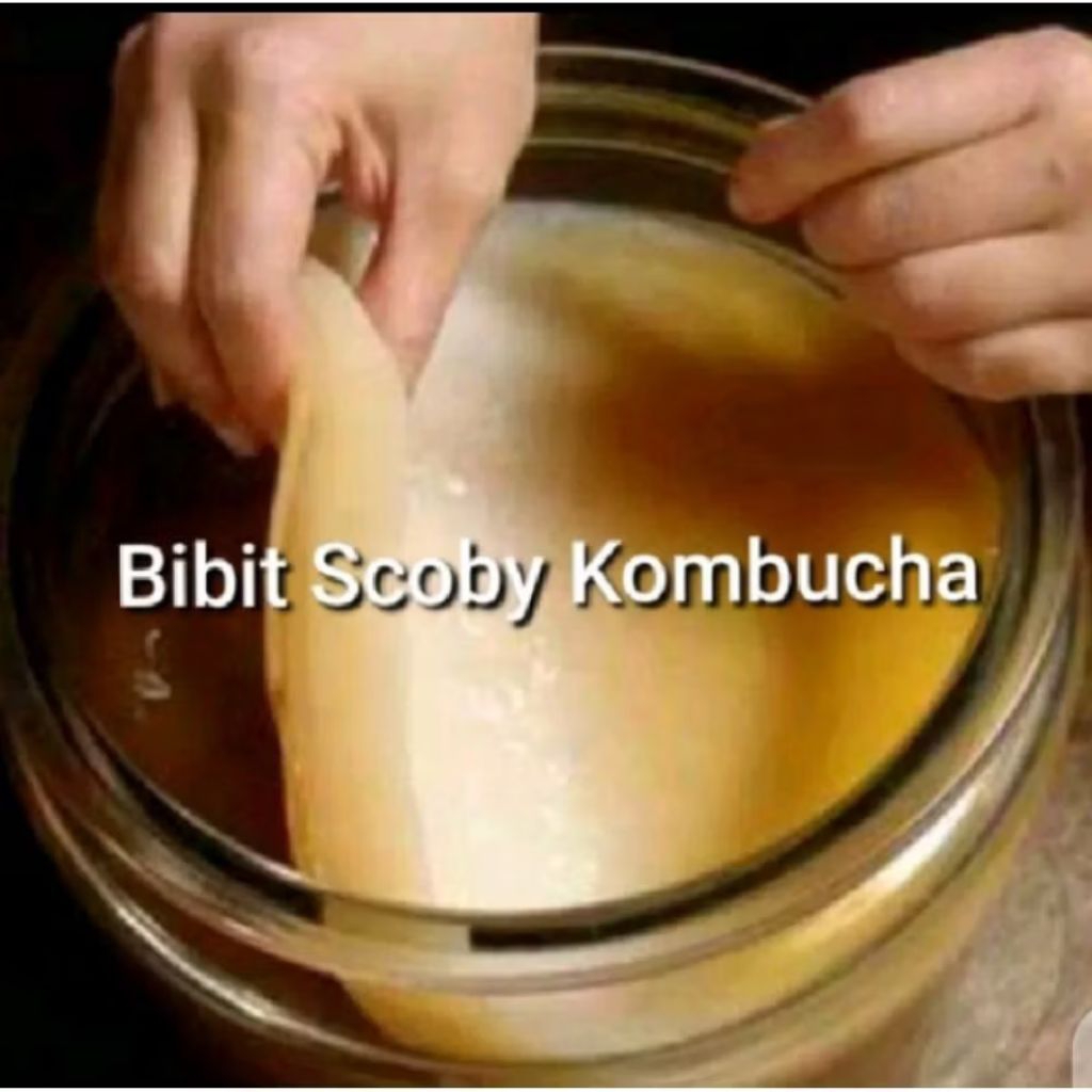 Scoby Kombucha