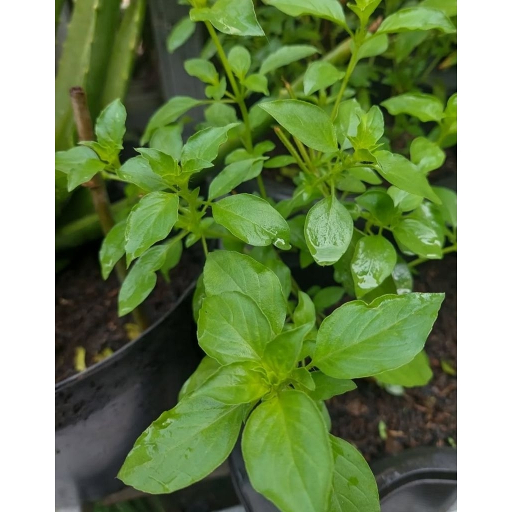 Bibit Kemangi Siap Tanam Tanaman Kemangi Lalapan Siap Konsumsi, Siap Tanam