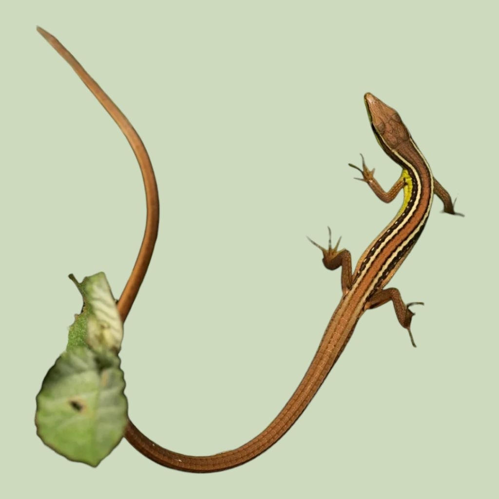 koleksi Kadal Rumput / Long-Tailed Lizard (Takydromus sexlineatus) Eksotis