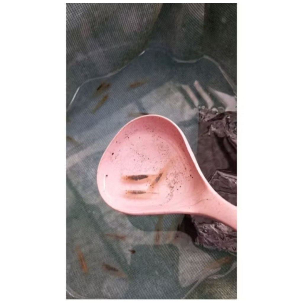 hiasan aquarium udang hias amano Sulawesi aquascape