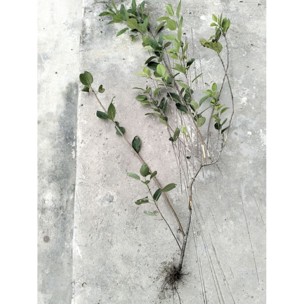 Bibit Pohon Buah Pir Cangkokan