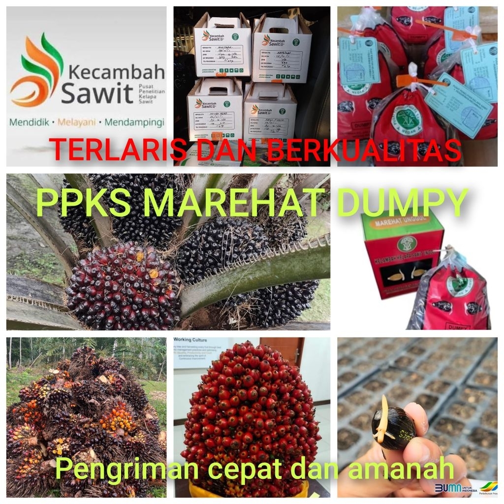 Bibit Benih Kecambah Sawit PPKS MAREHAT DUMPY (150 butir)