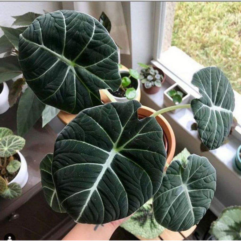 bibit bonggol alocasia black velvet/ninja keladi