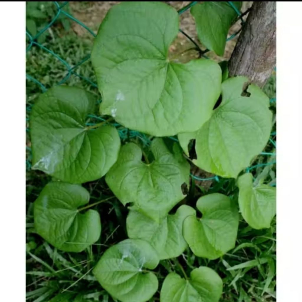 Bibit umbi gembili/tanaman umbi gembili/umbi gembili siap tanam