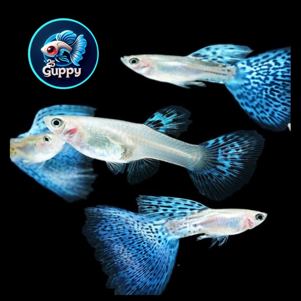 Cairan Guppy Blue Grass