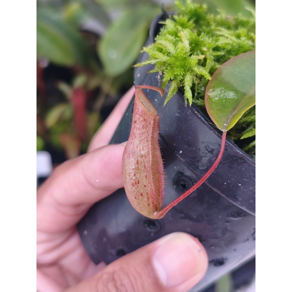 Tanaman hias karnivora nepenthes kantong semar hybrid Northiana x Reinwardtiana