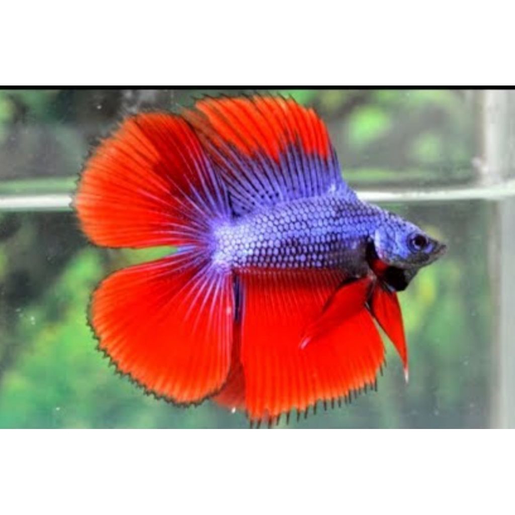 ikan cupang hm maskot dobel tail original thailand GRED A++ VVIP CONTES. male / jamtan . size jumbo 