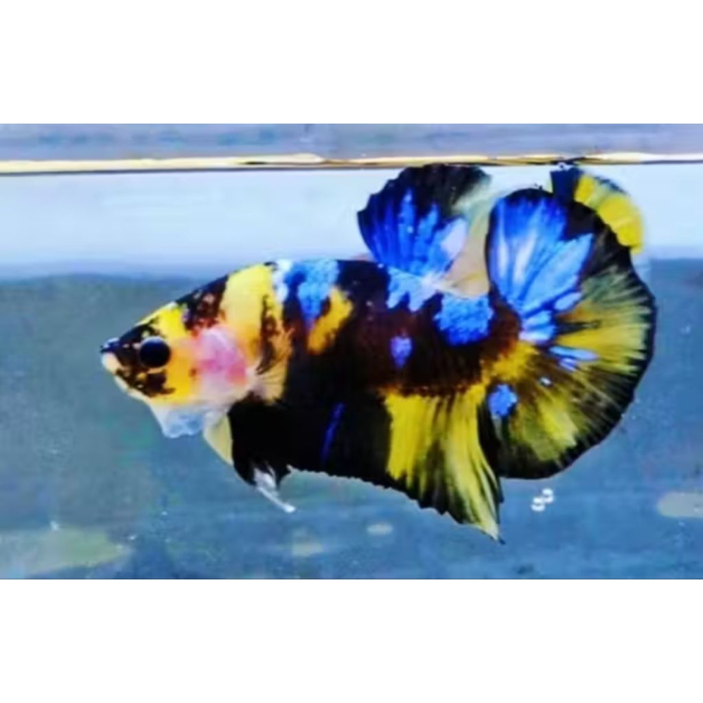 CUPANG YELLOW KOI GALAXY PLAKAT SIZE MEDIUM
