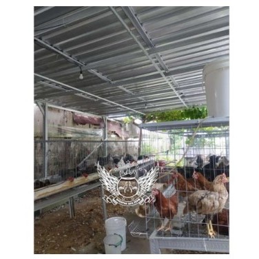 KANDANG AYAM GALVANIS JOPER PETELUR