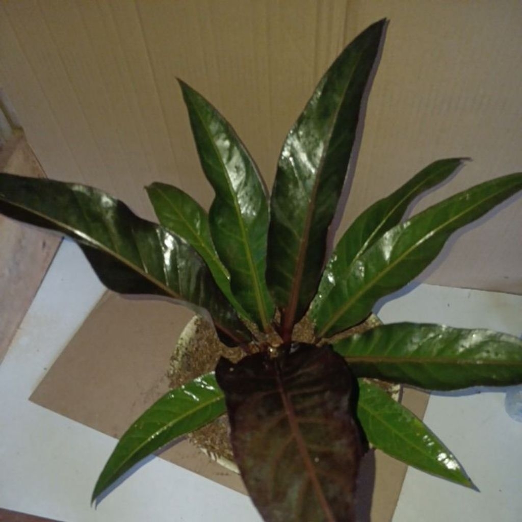 tanaman hias antorium black dragon