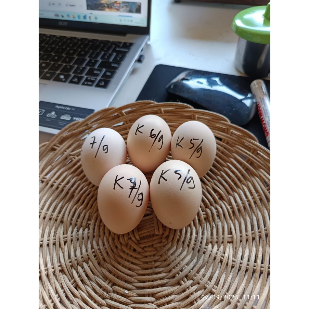 Telur Fertil Ayam Kampung Petelur Unggul dan Kuntara 4