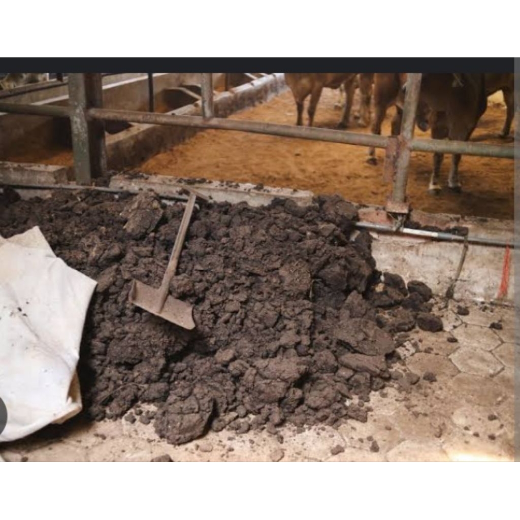 PUPUK KOTORAN SAPI SUDAH KERING 1 KG SIAP PAKAI