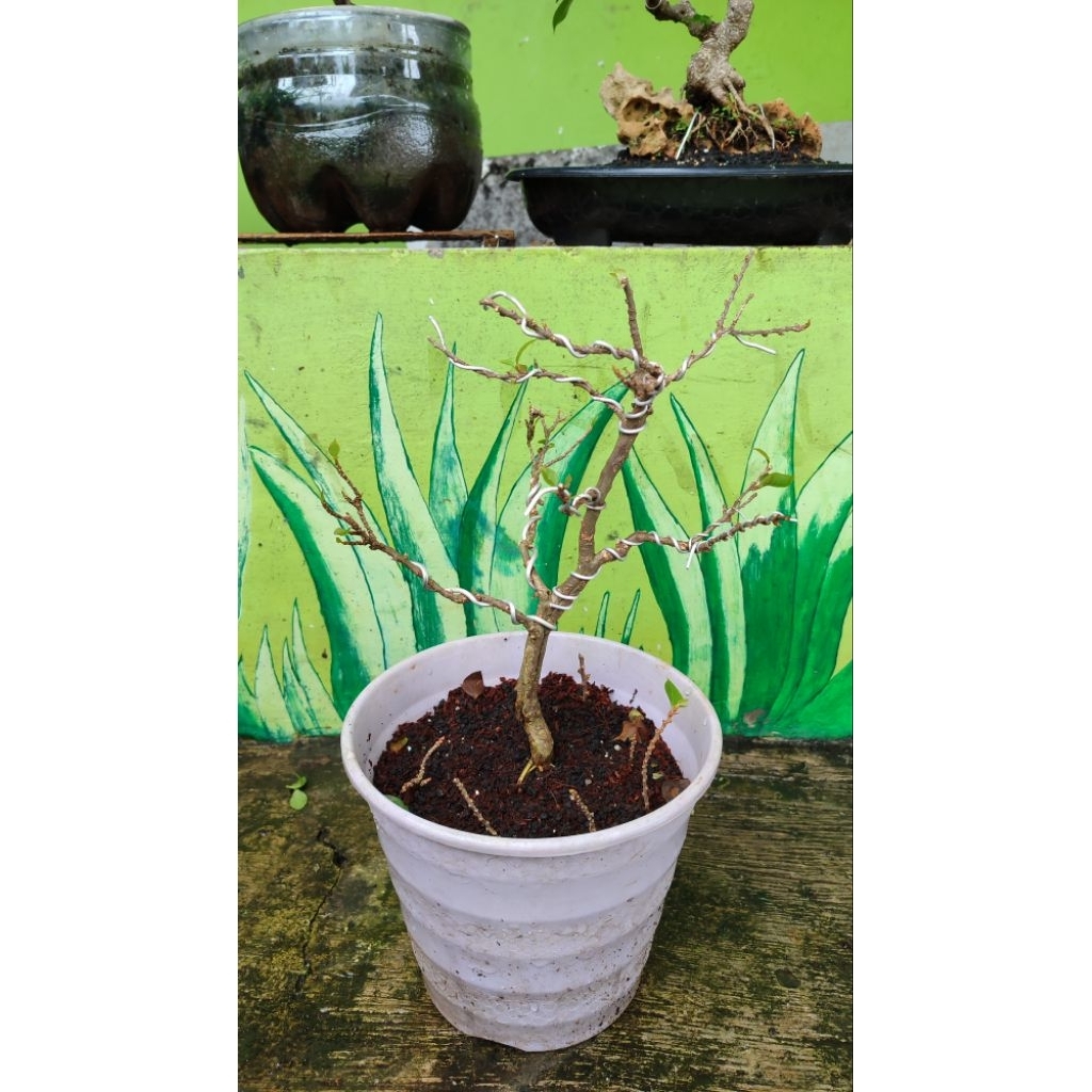 bonsai bougenville Singapore ori merah fanta