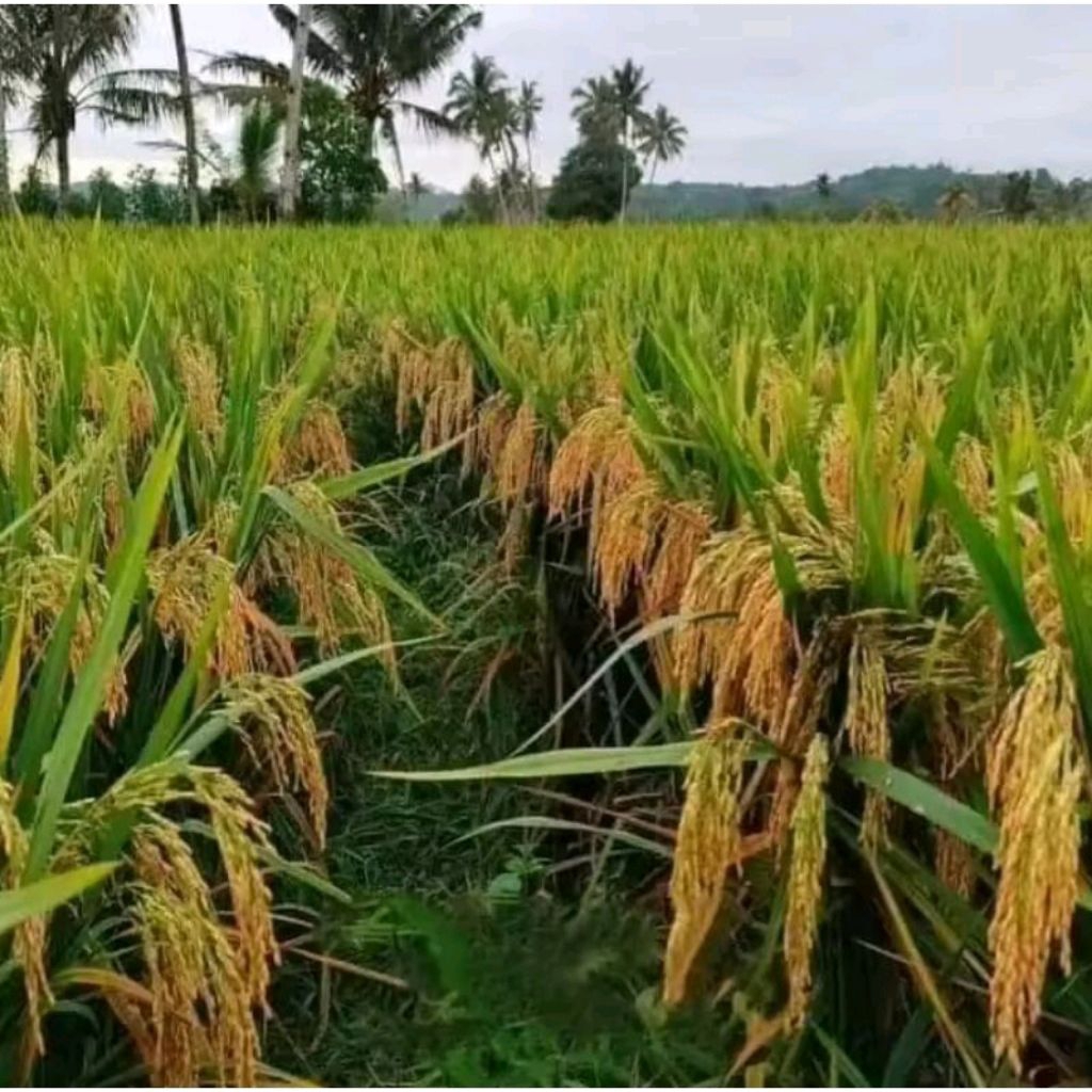 BENIH PADI UNGGUL IF16 ORIGINAL AB2TI KEMASAN 5KG TERBARU