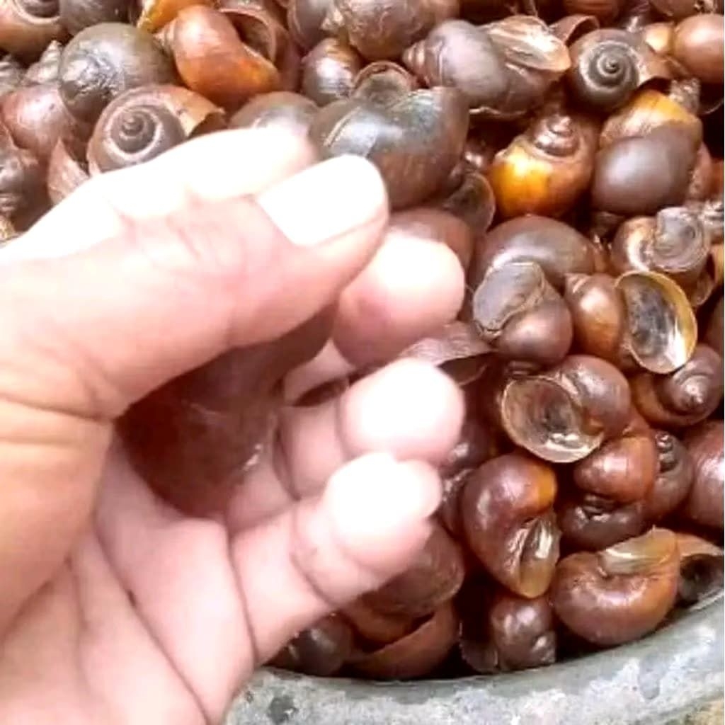 keong sawah / keong emas hidup kemasan 1KG