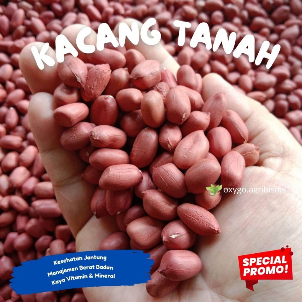 (VIP) KACANG TANAH MENTAH SUPER JUMBO