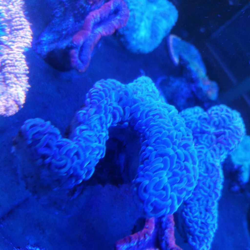 coral siwalan