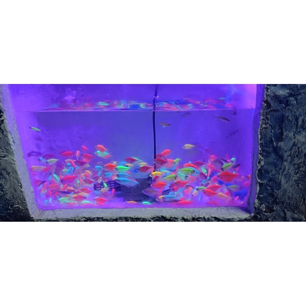 Glofish