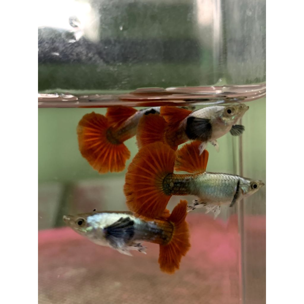 HIASAN AQUARIUM PRTDE HM