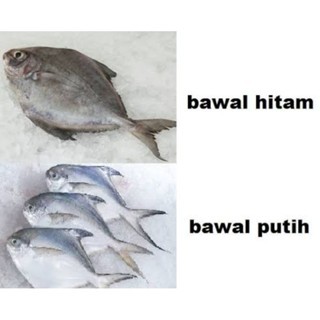 IKAN BAWAL HITAM / IKAN BAWAL PUTIH SEGAR / IKAN BAWAL LAUT 1KG