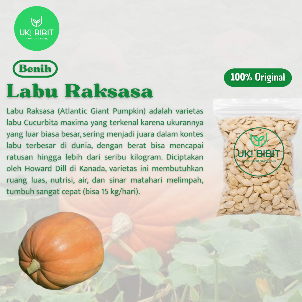 ( 1 Butir ) Benih Biji Labu Raksasa | Atlantic Giant | Labu Parang Cina Jumbo
