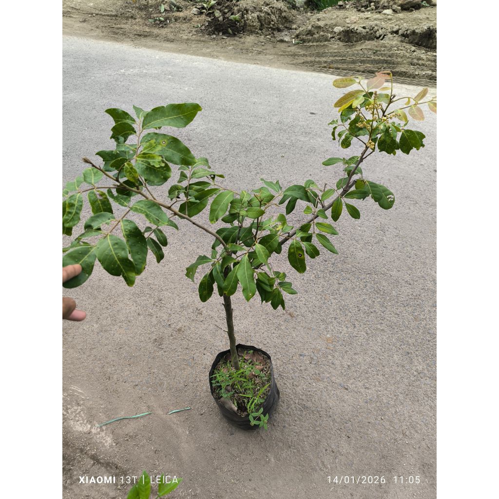 bibit kelengkeng diamond river berbunga (cangkok)