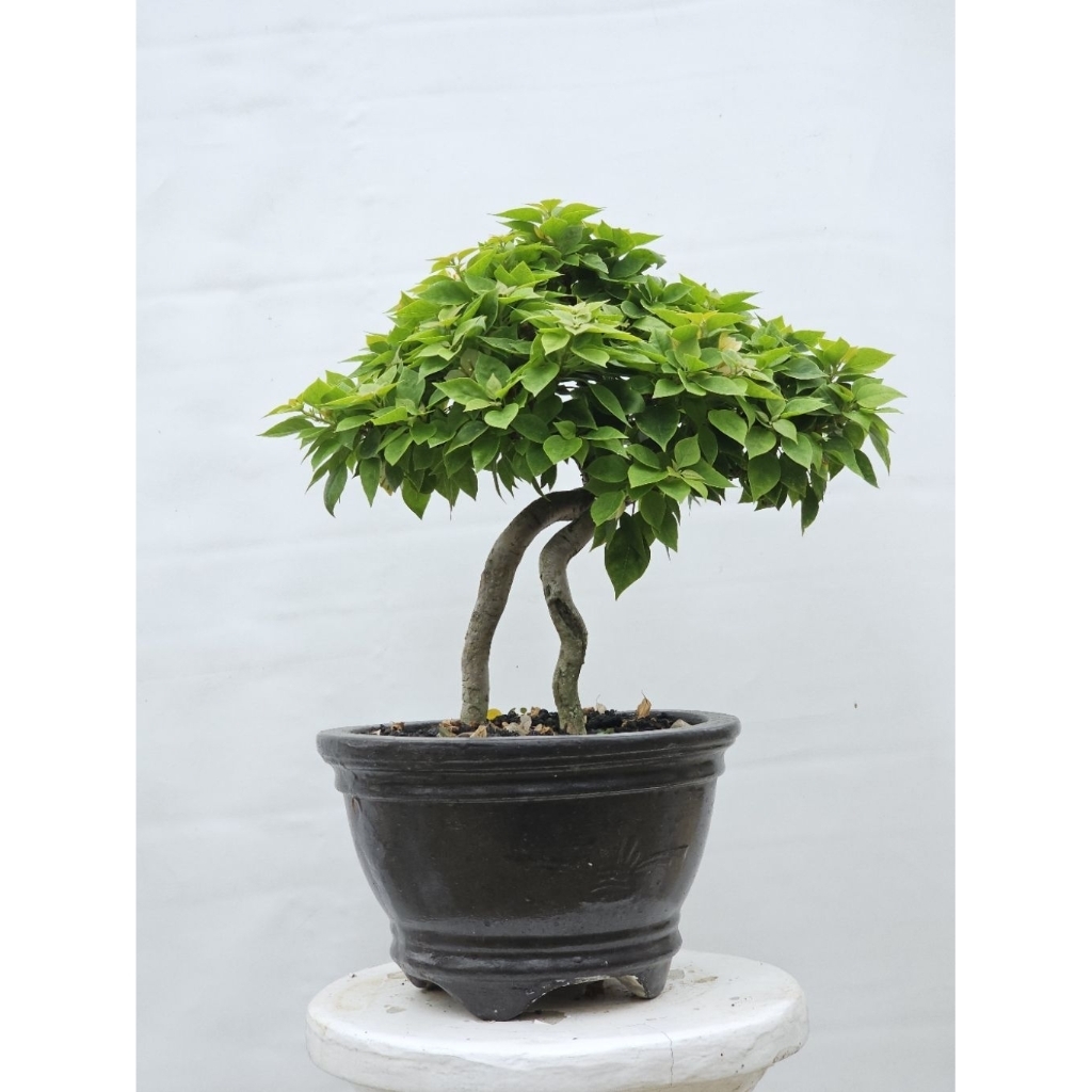 BONSAI BOUGENVILLE IMPOR 2ID SINGAPORE