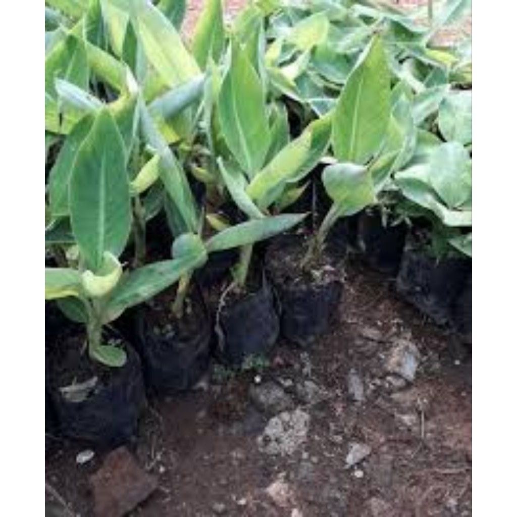 Bibit pisang kepok kuning kultur jaringan