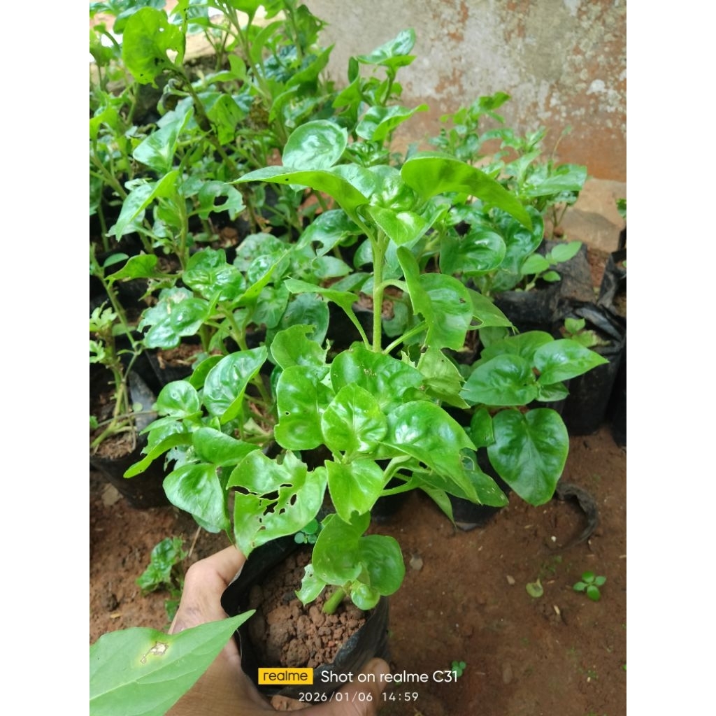 BIBIT BAYAM CINA/bibit