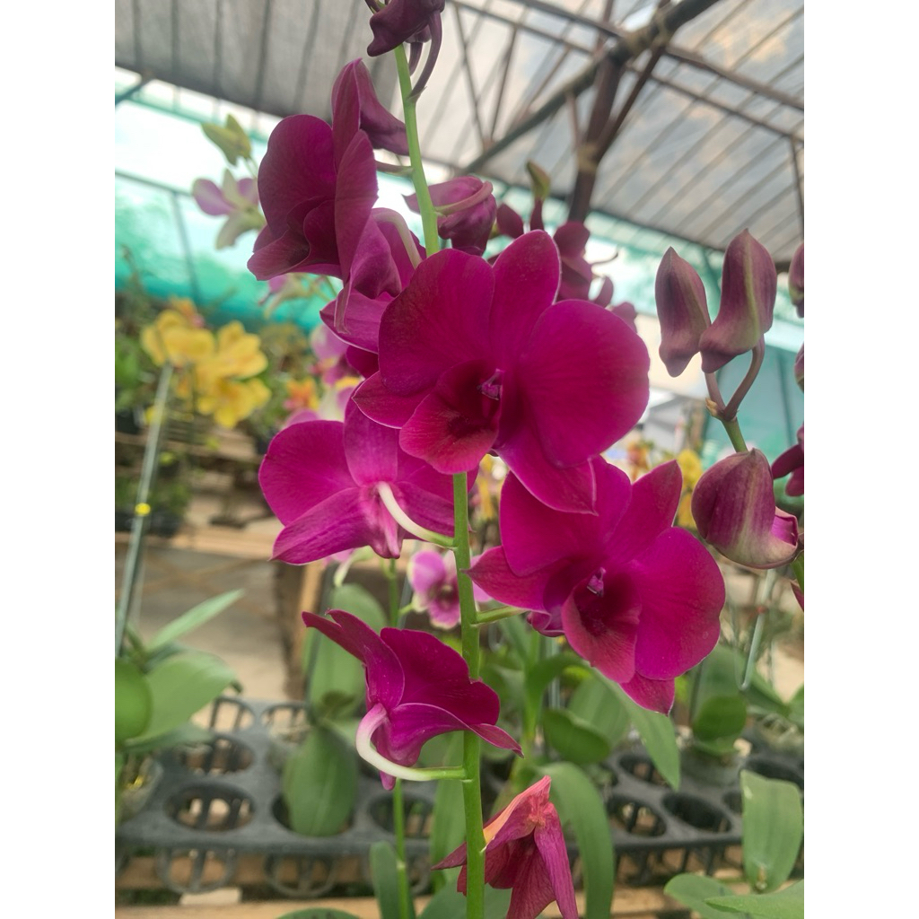 Anggrek Dendro bunga asli