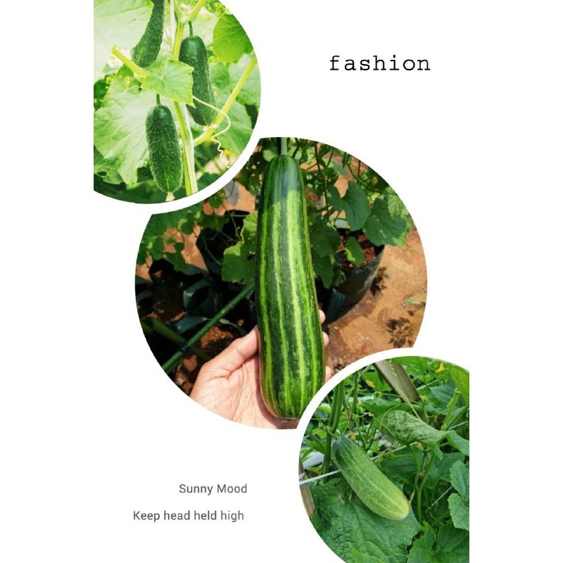 SEMAI SUBUR - ANEKA BENIH TIMUN