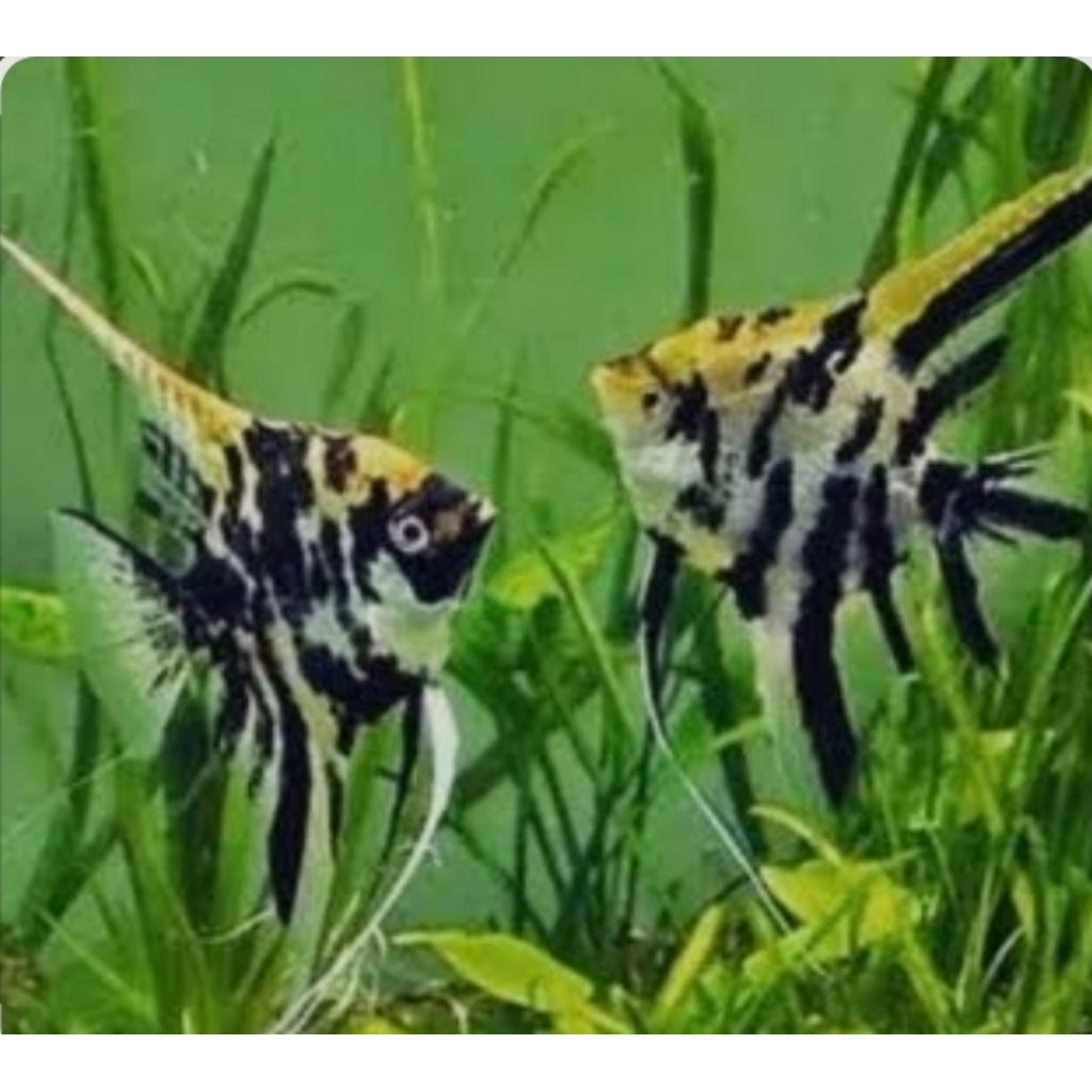 ikan manfish tricolor