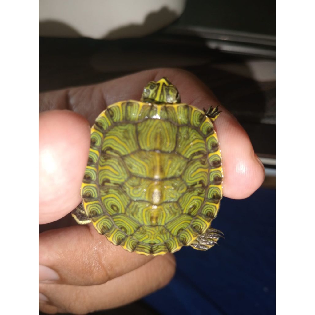 kura hybrid  yellow belly cantik