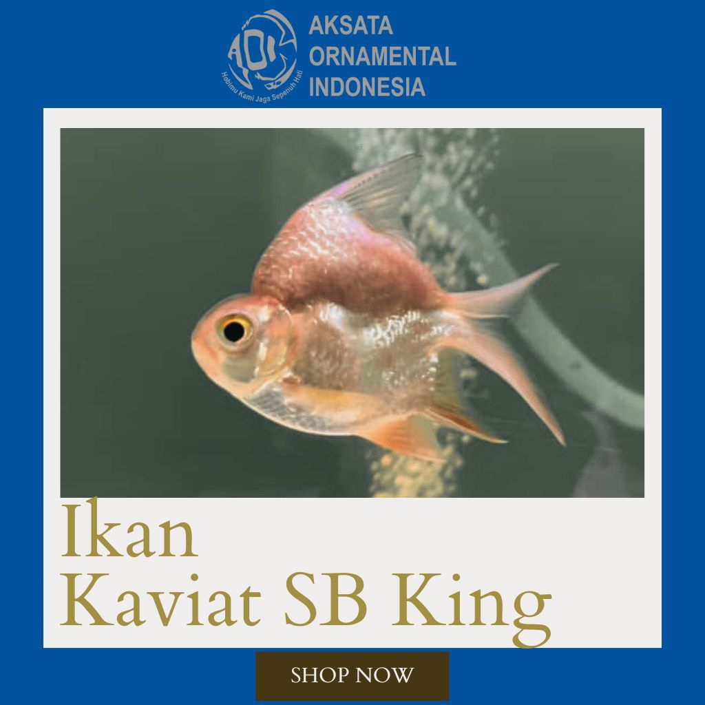 Kaviat SB King Grade AA