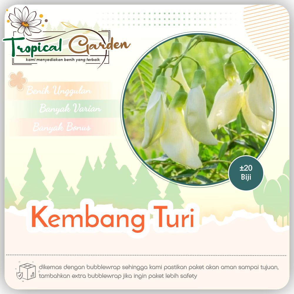 Benih Kembang Turi Unggul / Bibit Pohon Turi Super Berkualitas Mudah Tumbuh